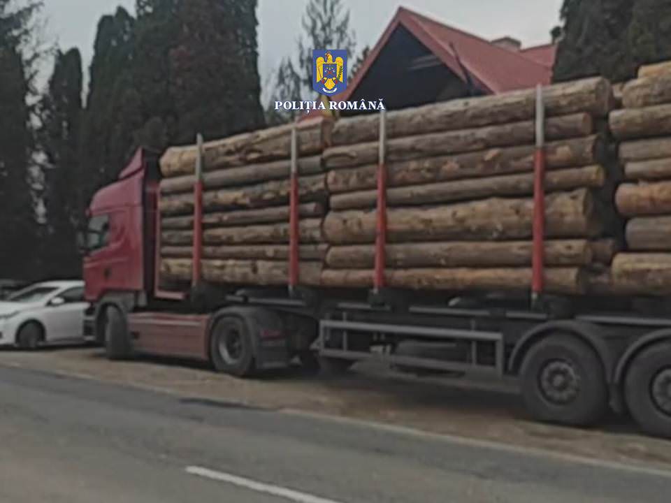 Material lemnos confiscat și vehicul de mare tonaj indisponibilizat de polițiști în cadrul acțiunilor silvice în colaborare cu activiști de mediu