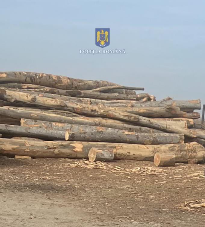 Acțiuni în trafic pentru depistarea transporturilor ilegale de material lemnos desfășurate de polițiști