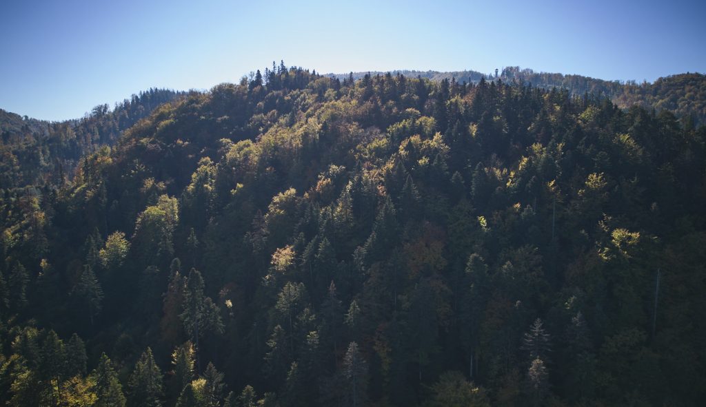 Piatra Pinului și Piatra Șoimului