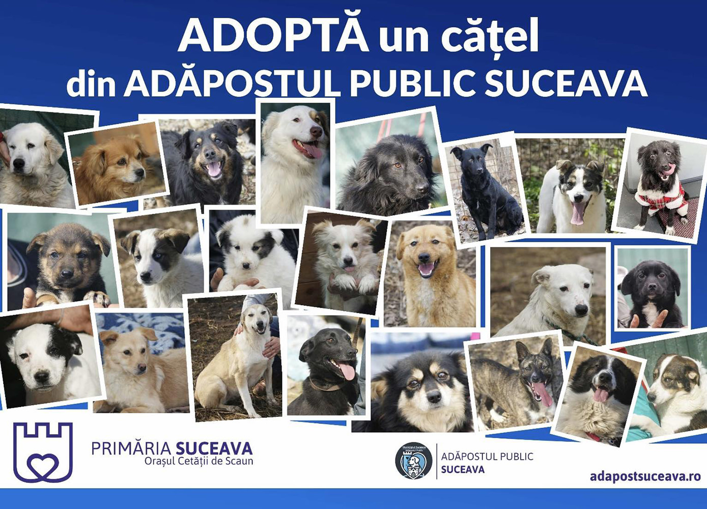 Târg de adopții pentru cățeii fără stăpân