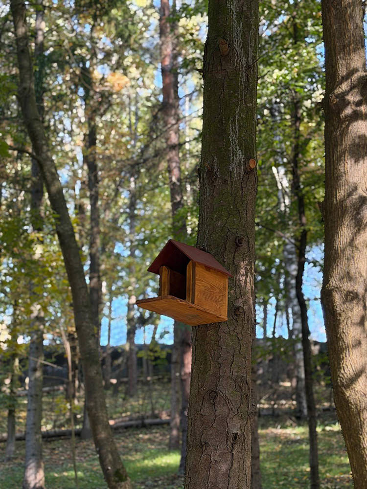 Primăria Municipiului Suceava a montat căsuțe speciale pentru veverițele din Parcul Șipote