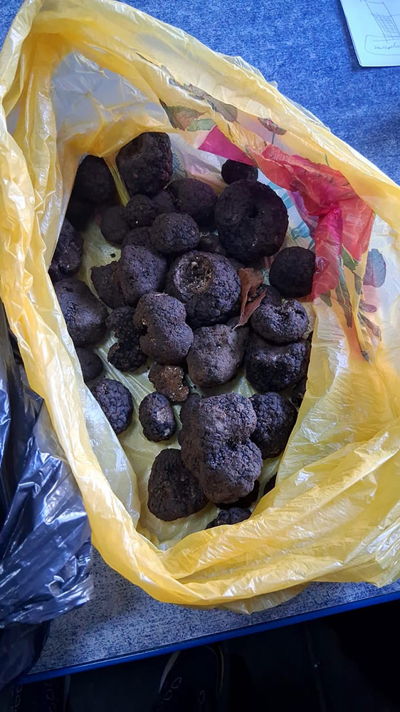 Doi bărbați din Vulturești au fost amendați cu 4.500 de lei după ce au fost prinși cu 2,6 kilograme de trufe ilegale