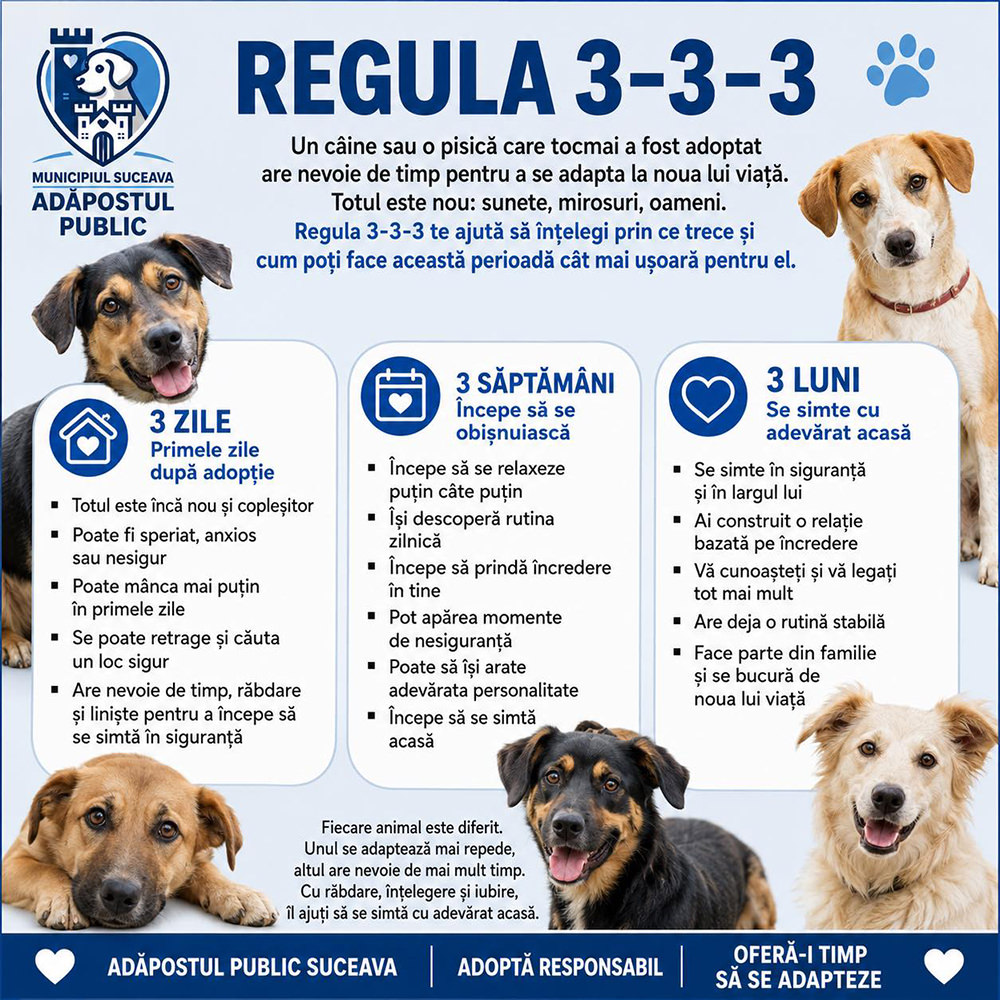 Adăpostul Public Suceava promovează regula 3-3-3 pentru o adopție responsabilă a animalelor de companie
