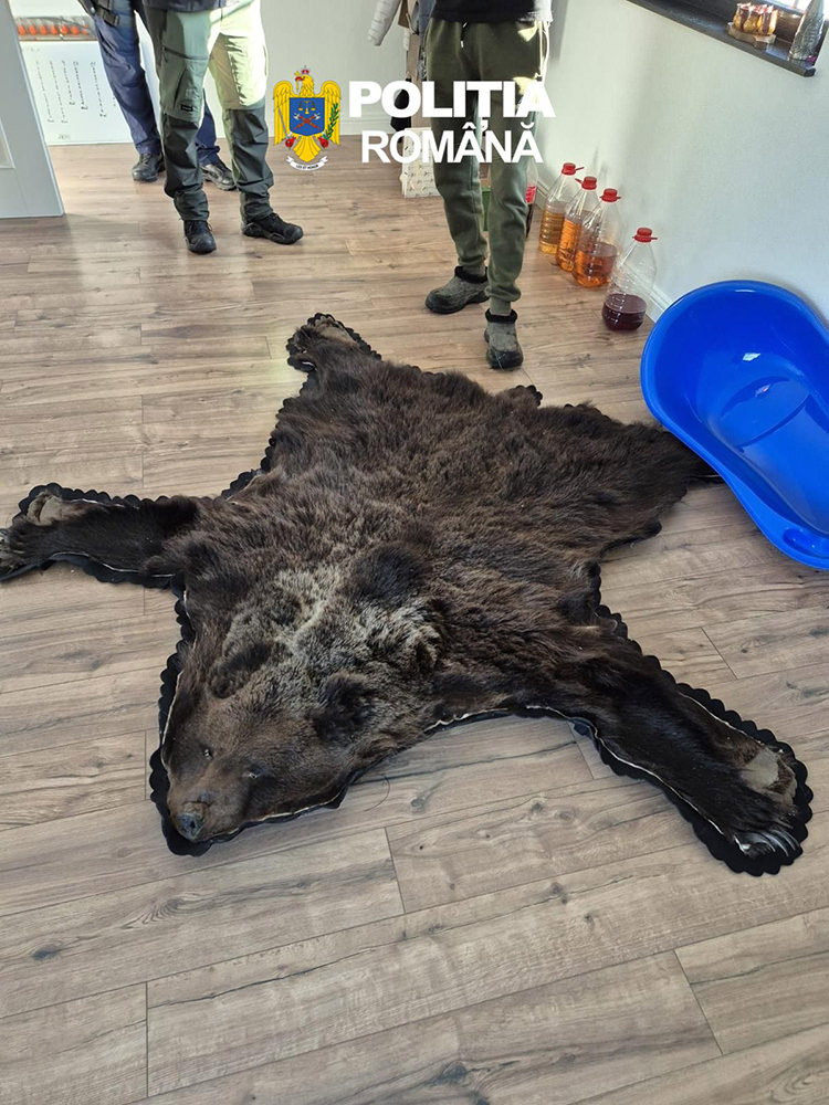 Cinci persoane reținute după 38 de percheziții într-un dosar de braconaj și arme deținute ilegal