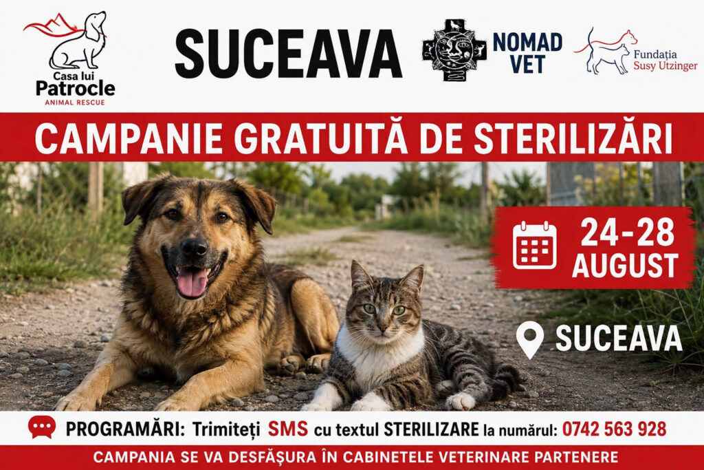 Campanie de sterilizare a câinilor și pisicilor, la Suceava, în perioada 24-28 August 2026