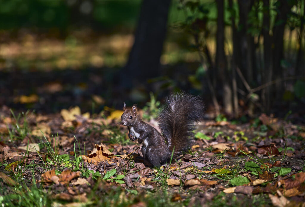 Parcul Ariniș (Gura Humorului)